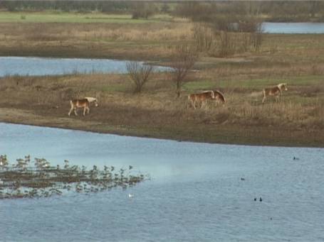 Kekerdom : Konik-Pferde in der Nähe der Millingerwaard